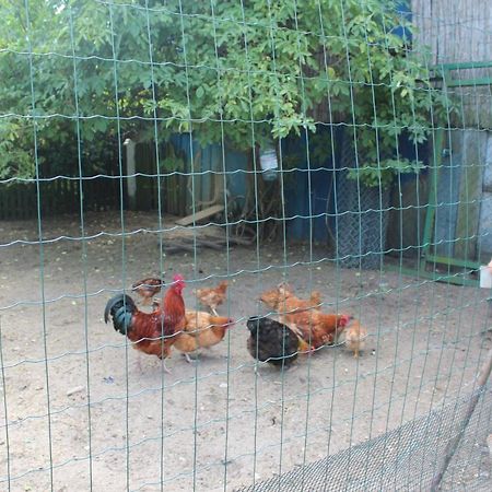 Agroturystyka Kociewiak Szteklin المظهر الخارجي الصورة